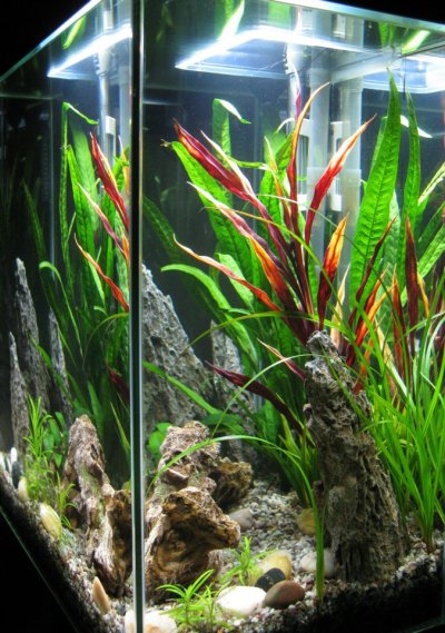 tank cycled and planted.jpg