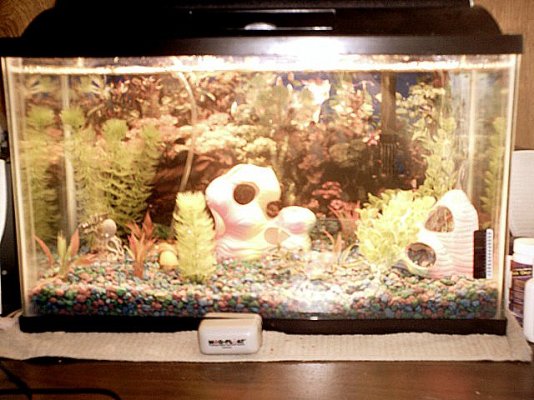 pic_of_tank_with_snail_210.jpg