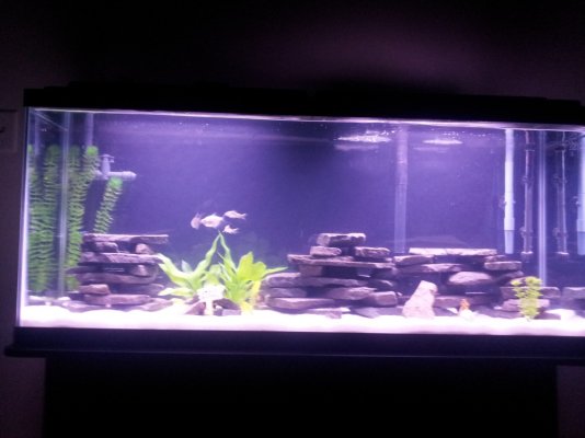 full fish tank.jpg