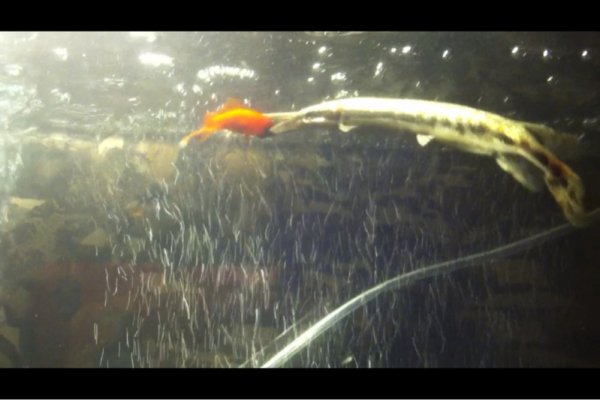 On way home with new baby florida gar