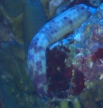 Worm sea cucumber.jpg