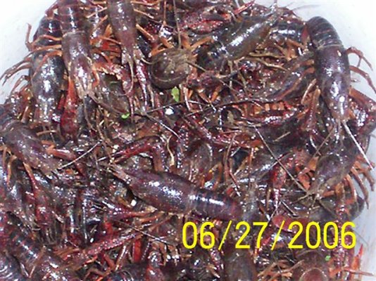 crayfish2_591.jpg