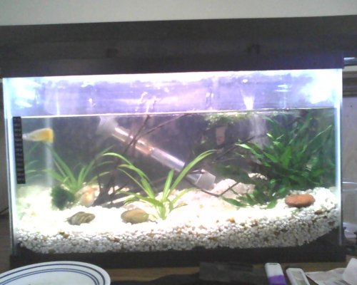 fish tanks 025.jpg