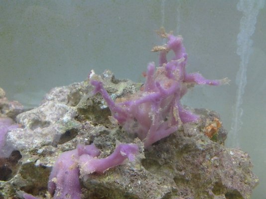 purple sponge id pic.jpg