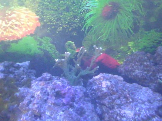 elkhorn coral.jpg