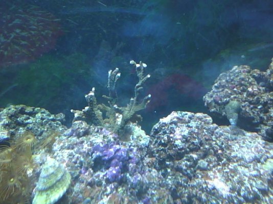 new elkhorn coral.jpg