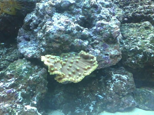 new yellow ruffled ridge coral.jpg