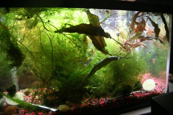 Java moss in 10 gal front view.jpg