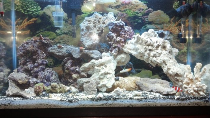 FTS new corals.jpg