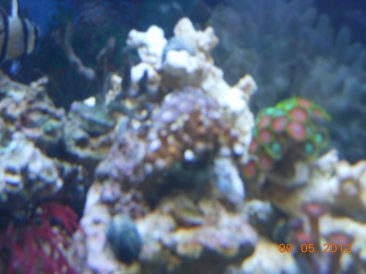 coral suffication 001.jpg