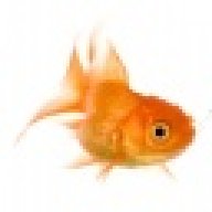 breedinggoldfish