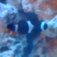 Clownfish25