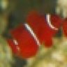redfisher1139
