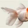 Goldfish101