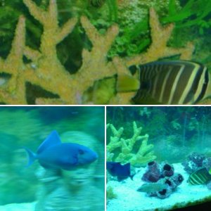My Salt Water Aquarium-Fish Only