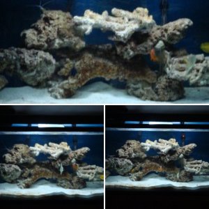 these are my tank pictures