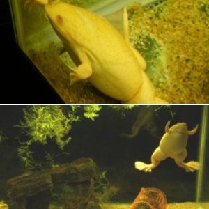 20 gal african clawed frog tank
