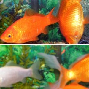 Goldfish tank