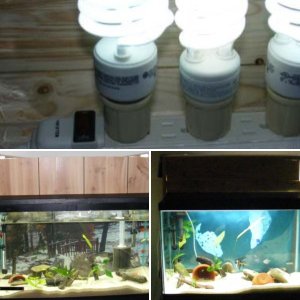 cheap lighting for freshwater