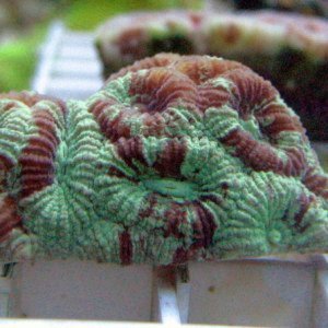 Metallic green brain coral
