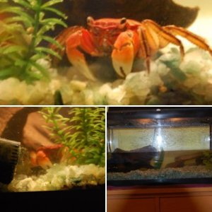 Fishboy444- Crab pics