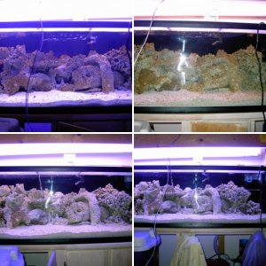 Bill's Aquarium 100g Reef