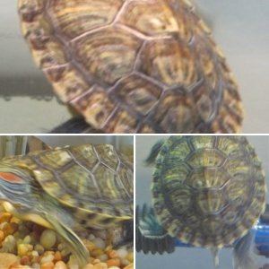 Worried: Shell Rot or Shedding?
