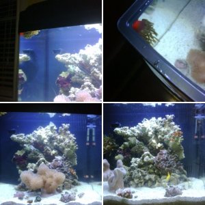 Our New Aquarium