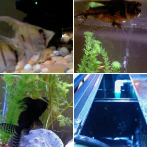 My fish and tanks :)