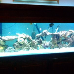 my 125 gallon aquarium