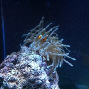 False Percula Hosting a condy anemone