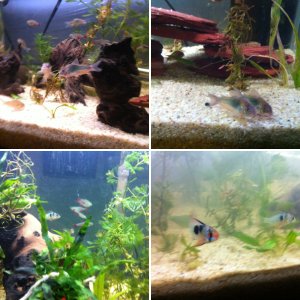 Cories, GBRs, and more