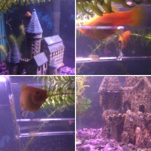 Alcarin's aquarium