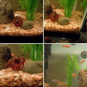 Crawdad (crayfish) and sunfish tank-10 gal