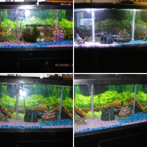 My 55Gallon Fish Tank