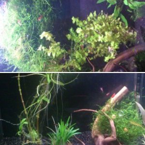 my nano shrimp and snail tank