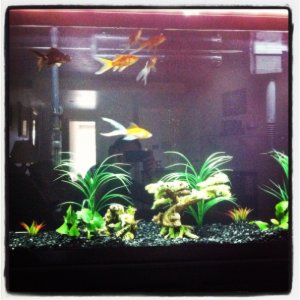 Goldfish :)