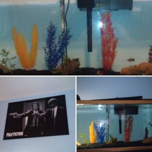 Fish and tank and stuffff