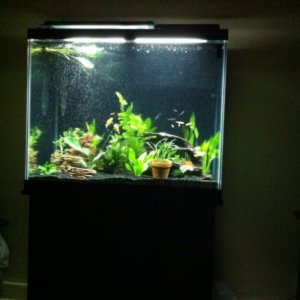 New home for fishies