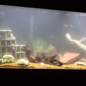 Goby the tank