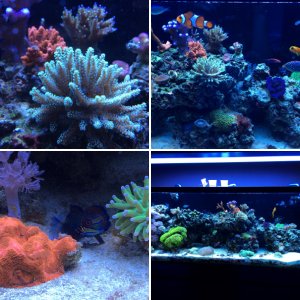 My 70 Gallon Reef Aquarium