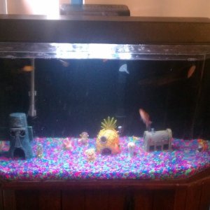 Lisa's Fish Tank