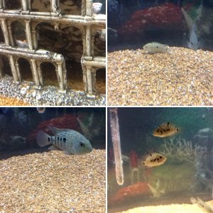 New tank pictures