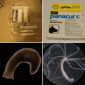 Planaria and Hydra Article