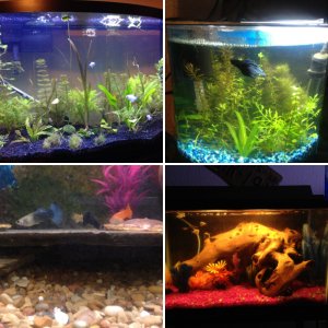 My aquariums and fish.