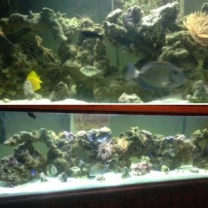 115 g saltwater acuarium