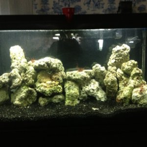 My First Reef Tank