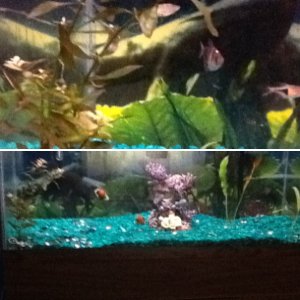 My fish tank