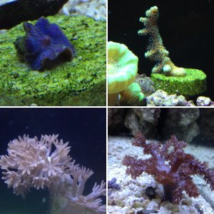 My Corals
