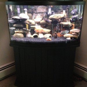 46 Gallon Bow Front